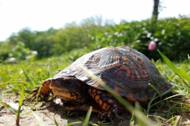 черепаха, природа, трава 