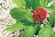 растение женьшень