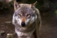 Поставского района