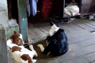 3-летняя девочка