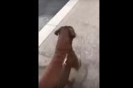 коронавирус