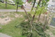 Валит деревья и срывает вывески. Сильный ветер продолжает бушевать в Беларуси 