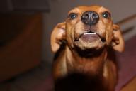 Как понять, что собака вас не уважает: 5 неожиданных признаков