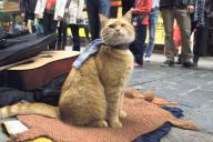 Познакомился с тысячами людей и повлиял на миллионы: В Британии умер известный уличный кот Боб