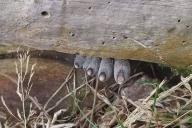 Странная лапа в лесу напугала пользователей сети, но правда оказалась невероятной