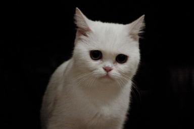 Компания Xiaomi представила «умный» кошачий лоток
