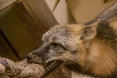 В Ивацевичском районе введен карантин из-за бешеной лисы