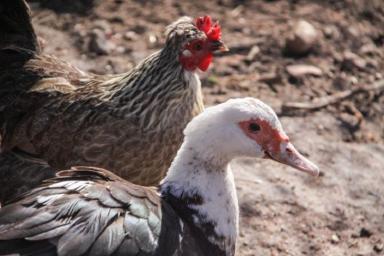 Беларусь вводит ограничения на ввоз птицы из Индии