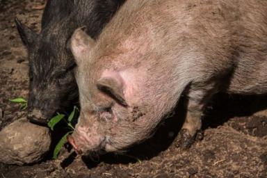 Беларусь вновь ограничивает ввоз свинины из китайской провинции Шэньси