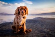  В Польше пес спас жизнь пожилому хозяину, который провалился в болото