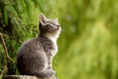 Эксперт назвал 6 запахов, которые ненавидят кошки
