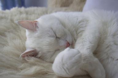 Что может рассказать о кошке поза, в которой она спит: вы сильно удивитесь