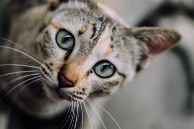 Ученые объяснили, как кошки выбирают себе хозяина