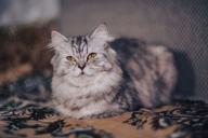 Почему кошка на вас шипит: 5 причин, о которых вы не знали