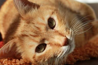 3 обычных продукта питания, которые для кошек смертельно опасны