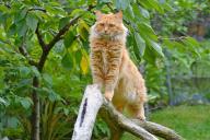 Топ-3 самых крупных пород домашних кошек