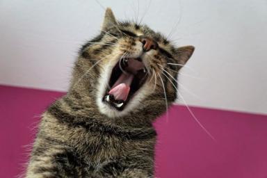 Почему кошка на вас злится: 3 возможные причины