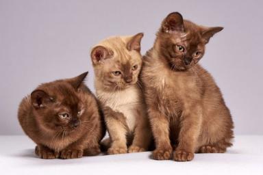 3 удивительных факта о кошках, которые мало кто знает