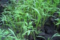 Удобрение из травы: огородные лайфхаки для дачников