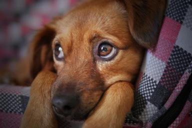 8 запахов, которые не любят собаки
