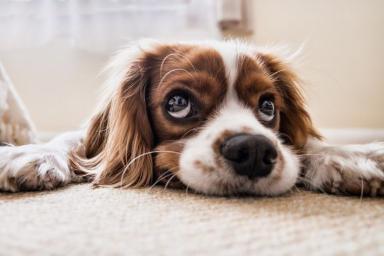 Как прочитать настроение собаки по глазам: советы специалиста