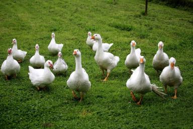Ученые доказали, что утки и гуси не переносят новый коронавирус