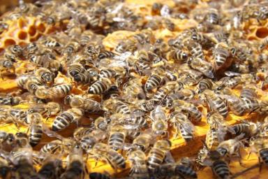В Хорватии погибли 50 млн пчел. Регион Меджимурье объявлен зоной стихийного бедствия
