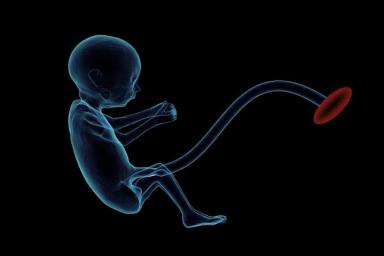 Из стволовых клеток впервые создали модель эмбриона человека