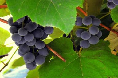 5 ошибок новичков при обрезке винограда. О чем забывают садоводы-любители