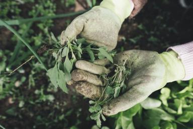 5 эффективных способов, как избавиться от сорняков на дачном участке
