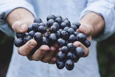 4 эффективных способа, как защитить виноград от ос и вредителей