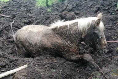 В Крупском районе сотрудники МЧС вытащили лошадь, увязшую в болоте
