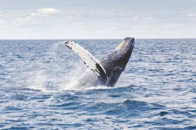 В Шотландии нашли останки кита, который практически не изучен