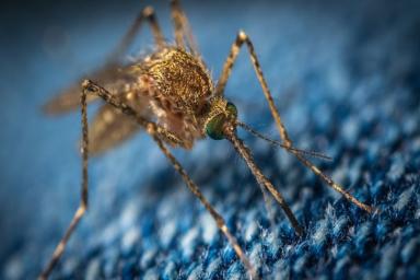 Ученые выяснили, могут ли комары быть разносчиками коронавируса