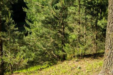 Министерство лесного хозяйства сообщило об ограничениях на посещение лесов Беларуси