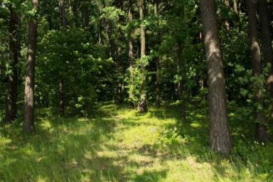 В 36 районах Беларуси сохраняются ограничения на посещение лесов 