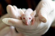 Названы самые неэтичные научные эксперименты: наркотики, сифилис и двухголовые собаки