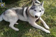 Вырвали из рук и погрузили в авто: под Пинском у девушки на улице похитили хаски