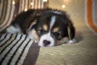 Не только из-за любви: эксперты объяснили, почему собака пытается спать с хозяином