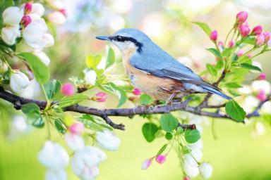 8 эффективных способов, как защитить урожай от птиц