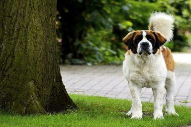 Ученые выяснили, почему представители крупных пород собак живут меньше