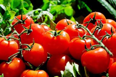 6 возможных причин, почему опадает цвет на томатах