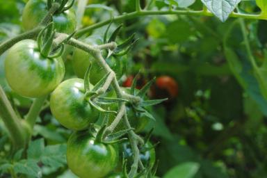 Секреты хорошего урожая: чем опрыскивать помидоры в начале лета