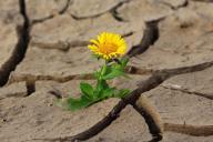 Названы 2 фактора, по которым можно предсказать засушливое лето