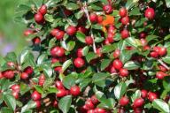 Медики назвали эффективную растительную добавку, которая помогает снизить уровень сахара в крови