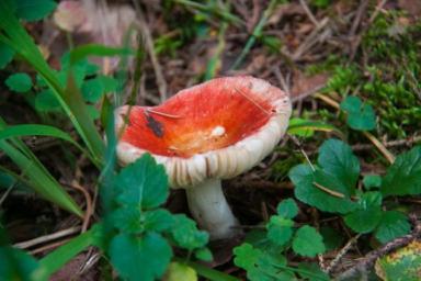 Стало известно, сколько белорусов отравилось грибами в этом сезоне