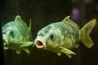 Литва не верит в причины мора рыбы в Немане, озвученные Беларусью