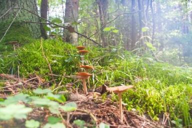 В 24 районах Беларуси запрещено посещение лесов: нарушителям грозит штраф 