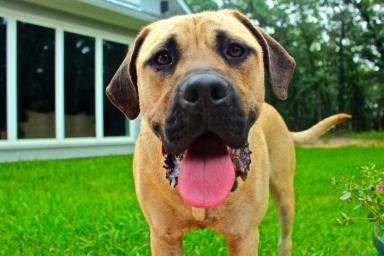 Подтверждена способность собак вынюхивать коронавирус COVID-19