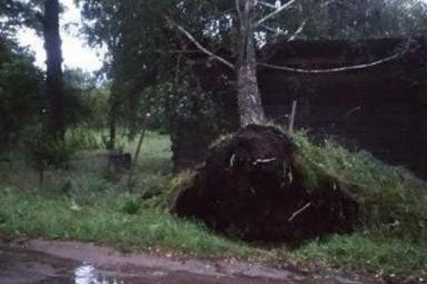 Под Брестом прошла буря: поломанные деревья и сорванные крыши